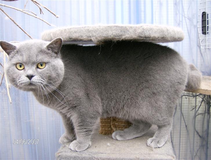 British Shorthair Syriam's Figaro billede 4