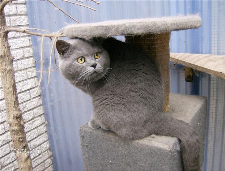 British Shorthair Syriam's Figaro billede 5