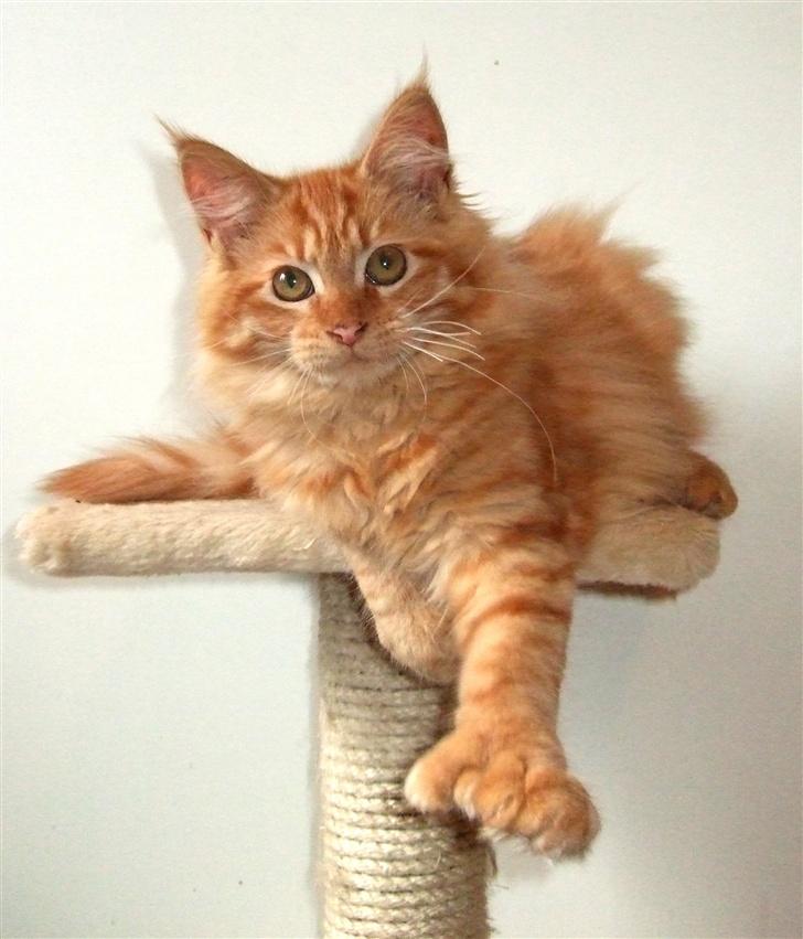 Maine Coon Chessy P billede 1