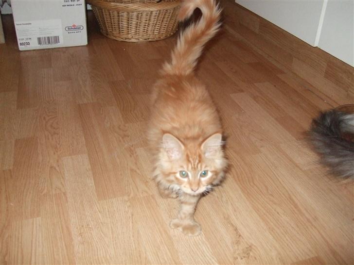 Maine Coon Chessy P billede 2