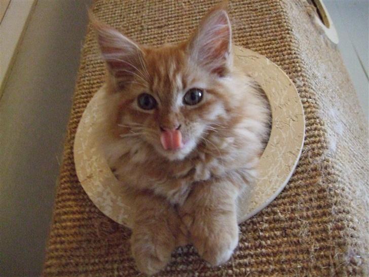 Maine Coon Chessy P - Jeg elsker kradsetræet. billede 3