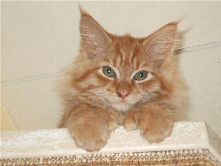 Maine Coon Chessy P - Det er sjovt helt heroppe i træet... billede 4