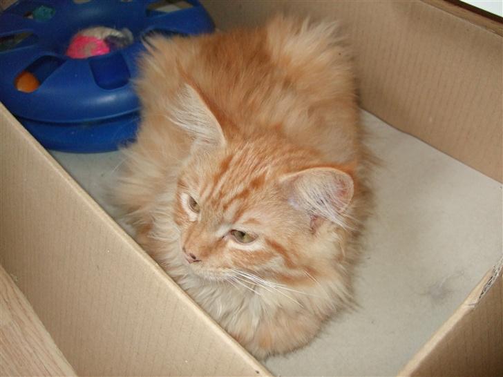 Maine Coon Chessy P - De andre misser har lært mig at elske papkasser... billede 5