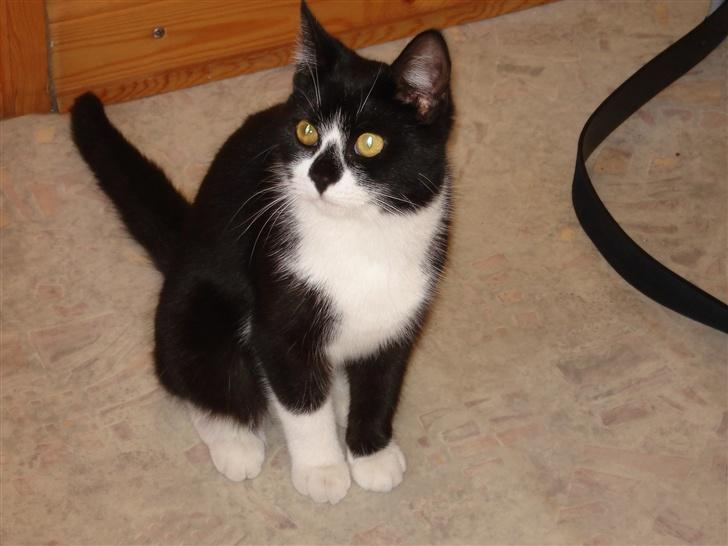 Huskat felixsine<3!! R.I.P :'( billede 2