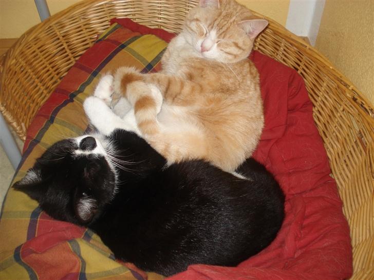 Huskat felixsine<3!! R.I.P :'( billede 3