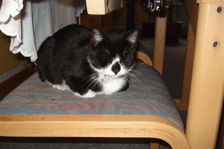 Huskat felixsine<3!! R.I.P :'( billede 4