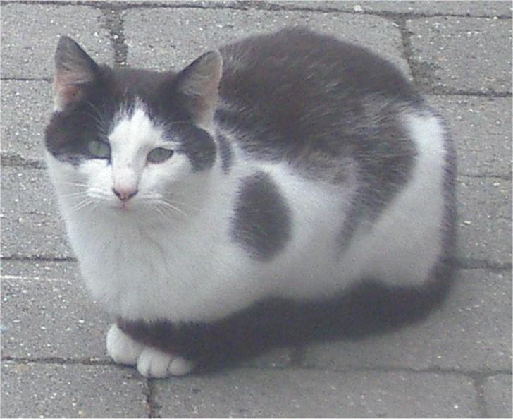 Huskat Pjevs billede 13