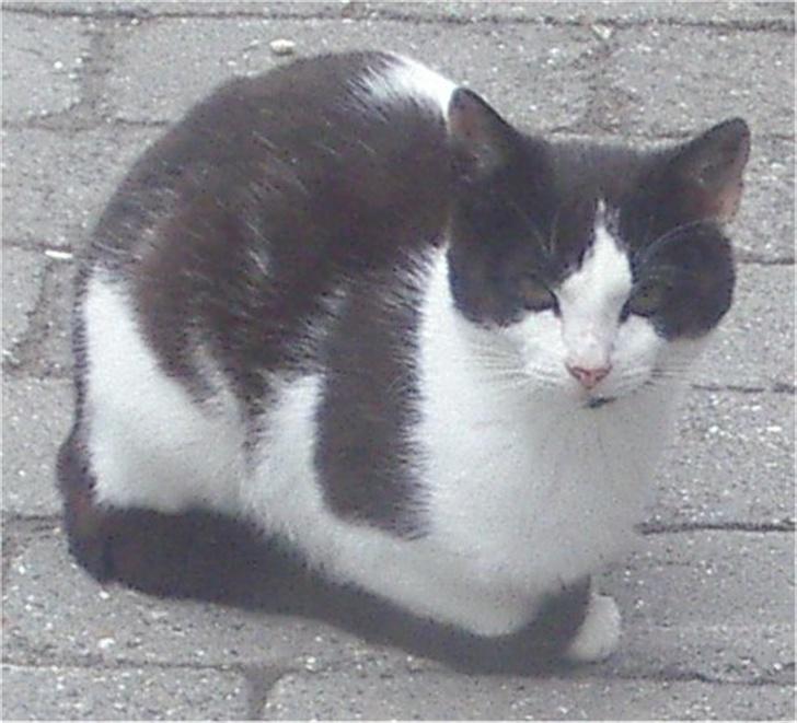 Huskat Plet billede 12