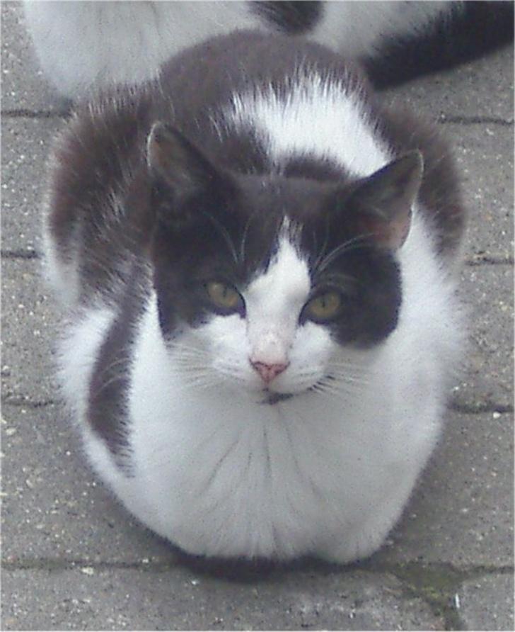 Huskat Plet billede 13