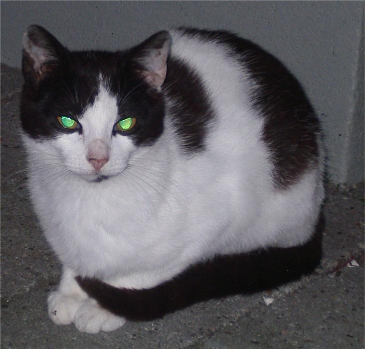 Huskat Plet - Uhhh... Nattedyr billede 14