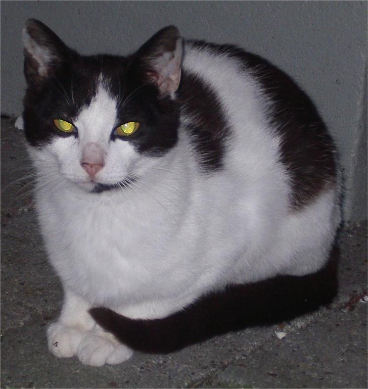 Huskat Plet - Lidt uhyggelig er man vel altid... billede 15