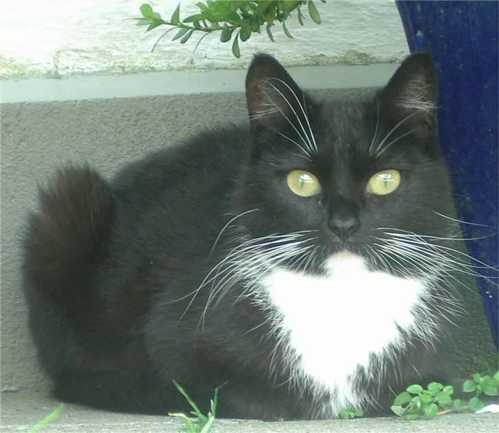 Huskat Baronesse billede 15