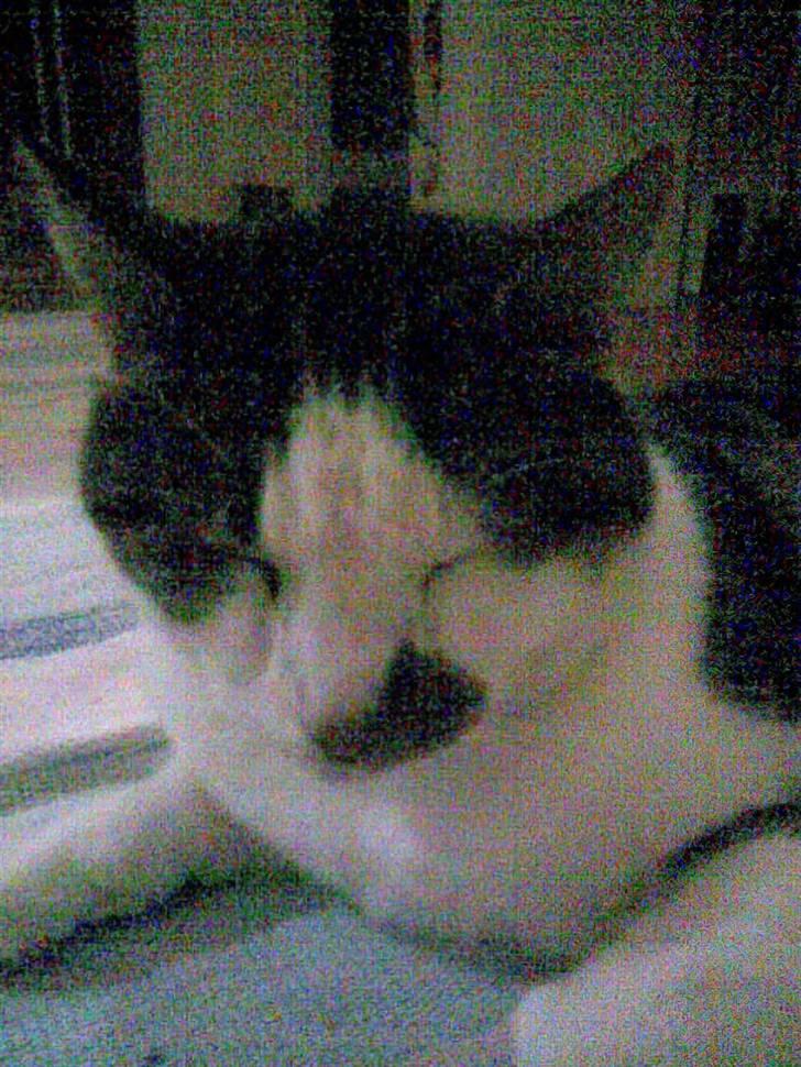 Huskat Pjevs *Bort givet* :'[ <3 - Undskyl kvaliteten . <3 Men ellers godt hoved billed .  billede 10