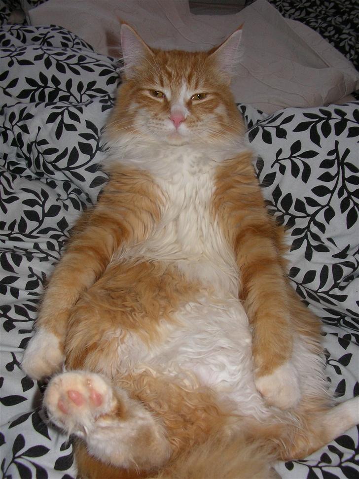 Blanding af racer Mutte billede 1