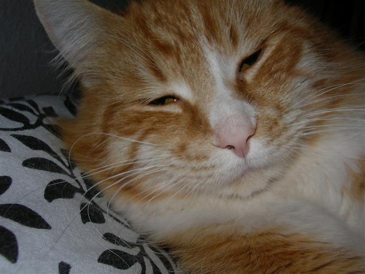 Blanding af racer Mutte billede 3