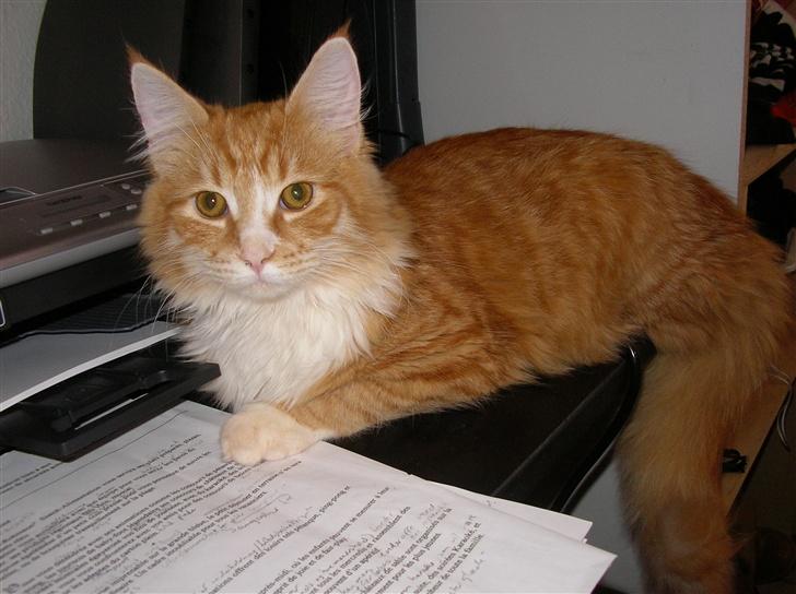 Blanding af racer Mutte billede 4