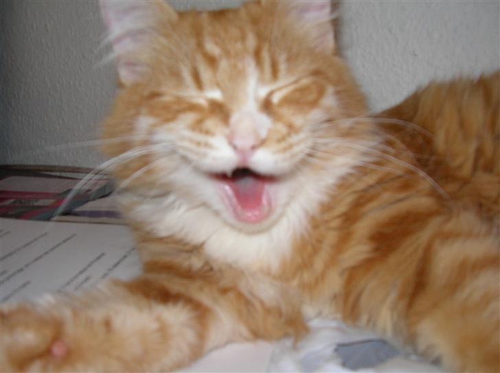 Blanding af racer Mutte billede 5