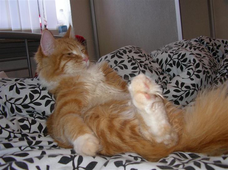 Blanding af racer Mutte billede 6