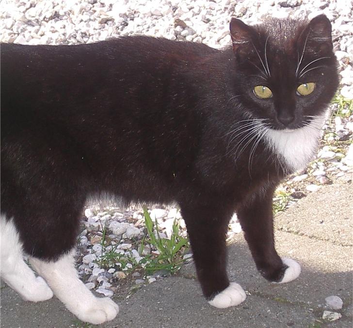 Huskat Baronesse billede 16