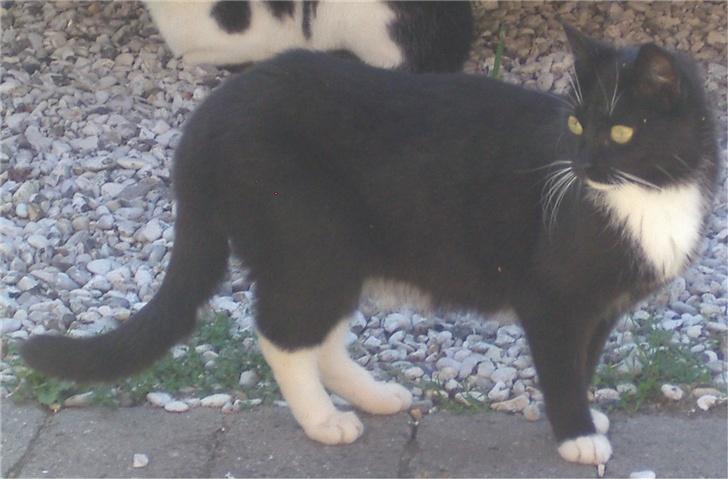 Huskat Baronesse billede 17