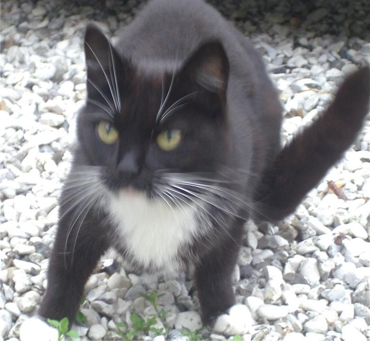 Huskat Baronesse billede 18