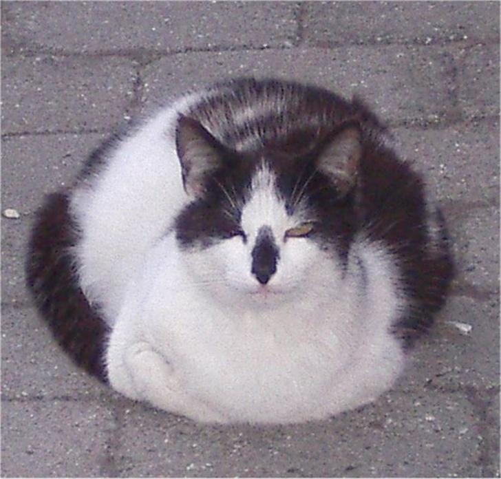 Huskat Hårbolle billede 17