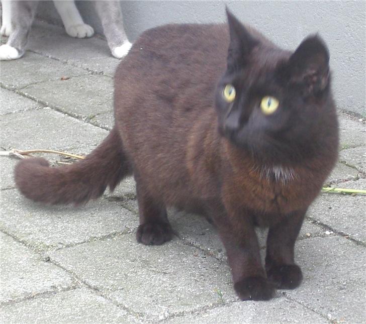 Huskat Gun billede 9