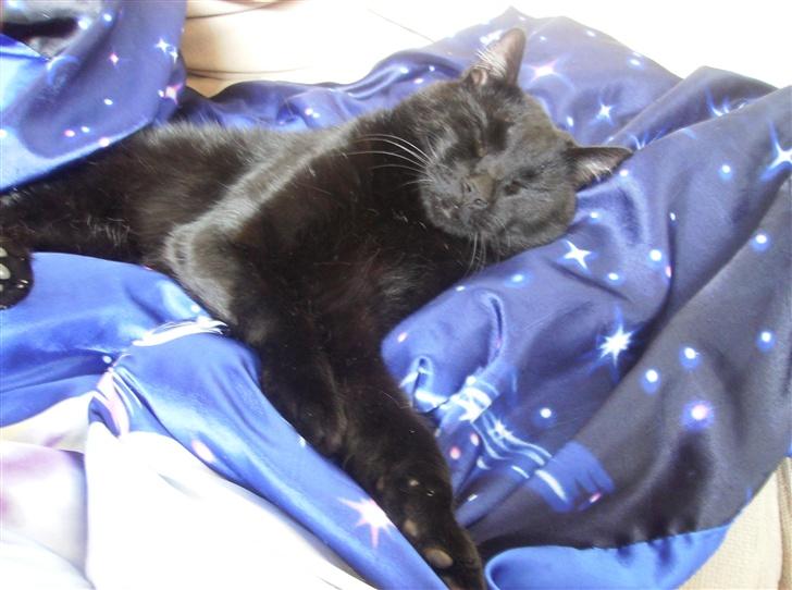 Blanding af racer Stumpi - stumpi ligger og sover  billede 15