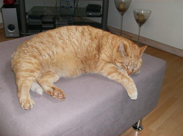 Blanding af racer Tykke*DØD* - tykke slapper af  billede 13