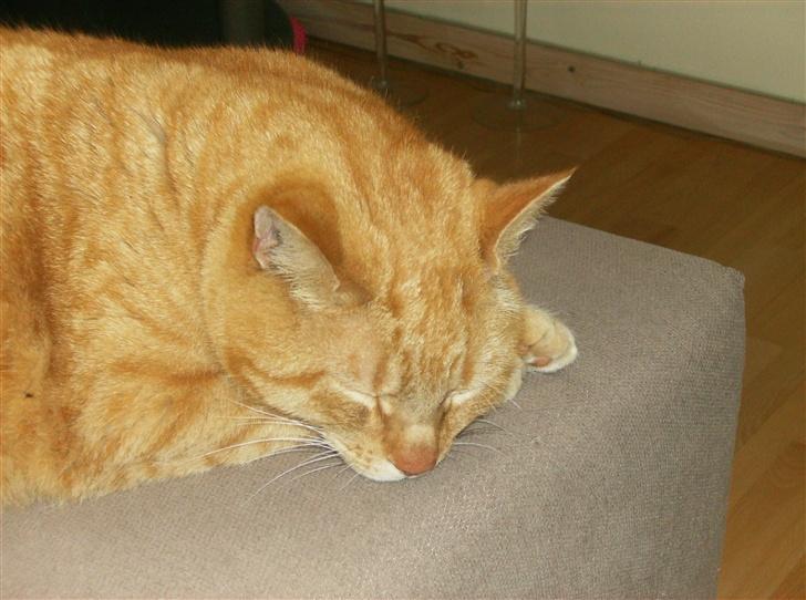 Blanding af racer Tykke*DØD* - fint lille hovede billede 14