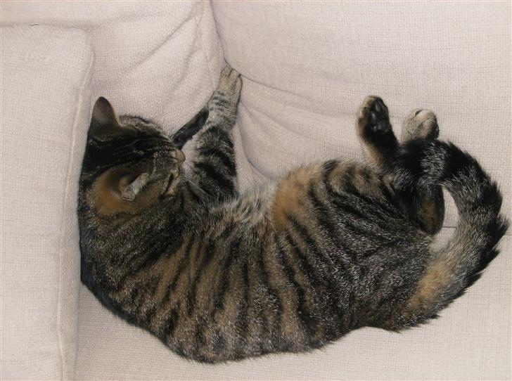 Blanding af racer Fjoller - mærklig måde og ligge på billede 13