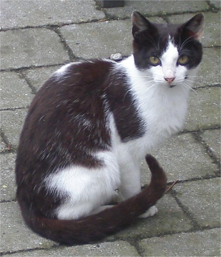 Huskat Plet billede 16