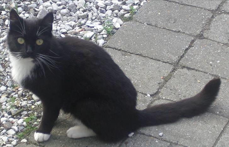 Huskat Baronesse billede 19