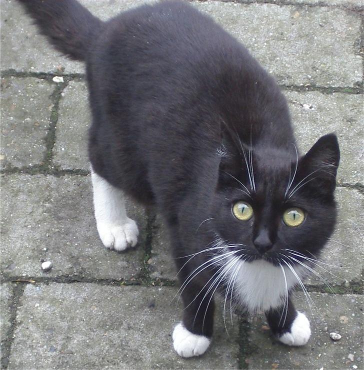 Huskat Baronesse billede 20