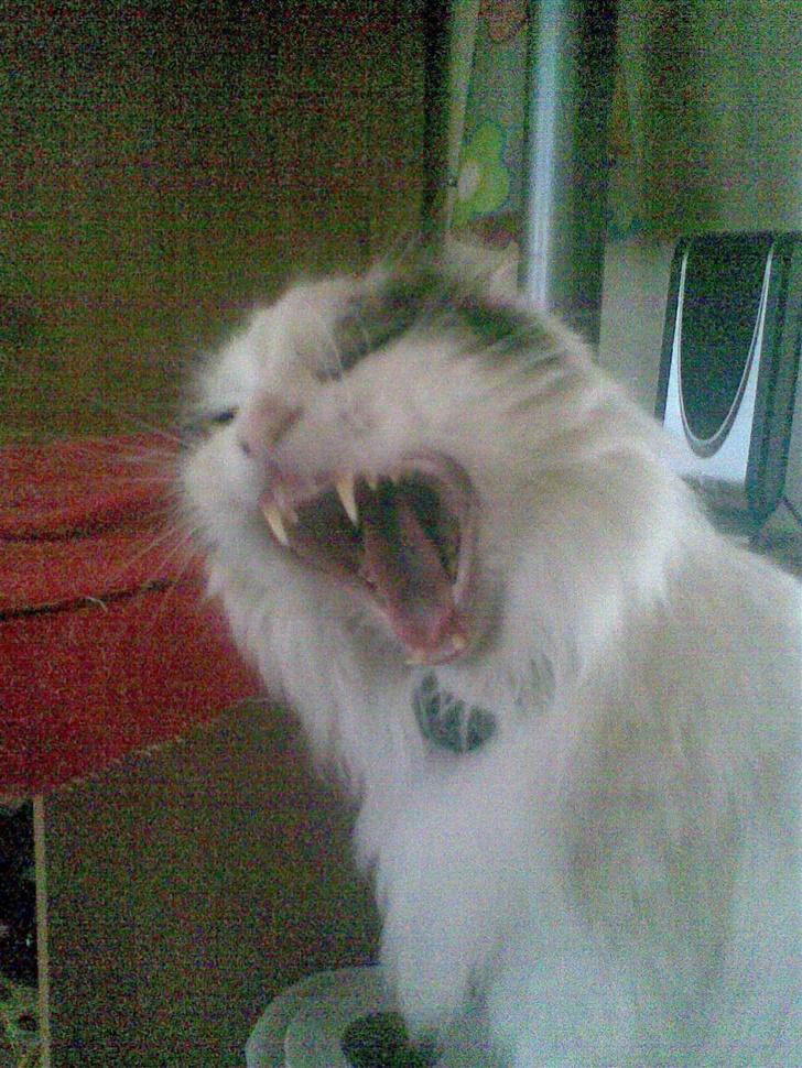 Norsk Skovkat Gismo - Ser jeg ikke farlig ud???  billede 13