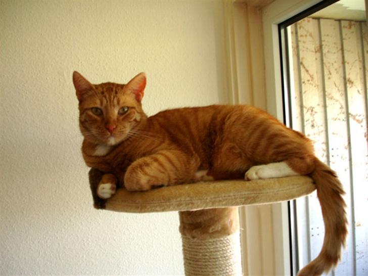 Huskat Lenin - Nu er jeg konge! (Til Sophie kommer tilbage) billede 11