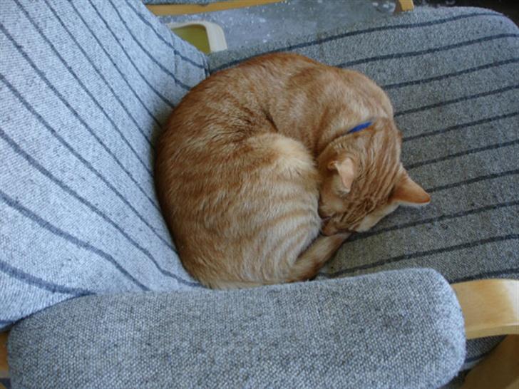 Huskat Lenin - Eftermiddagslur på altanen billede 12