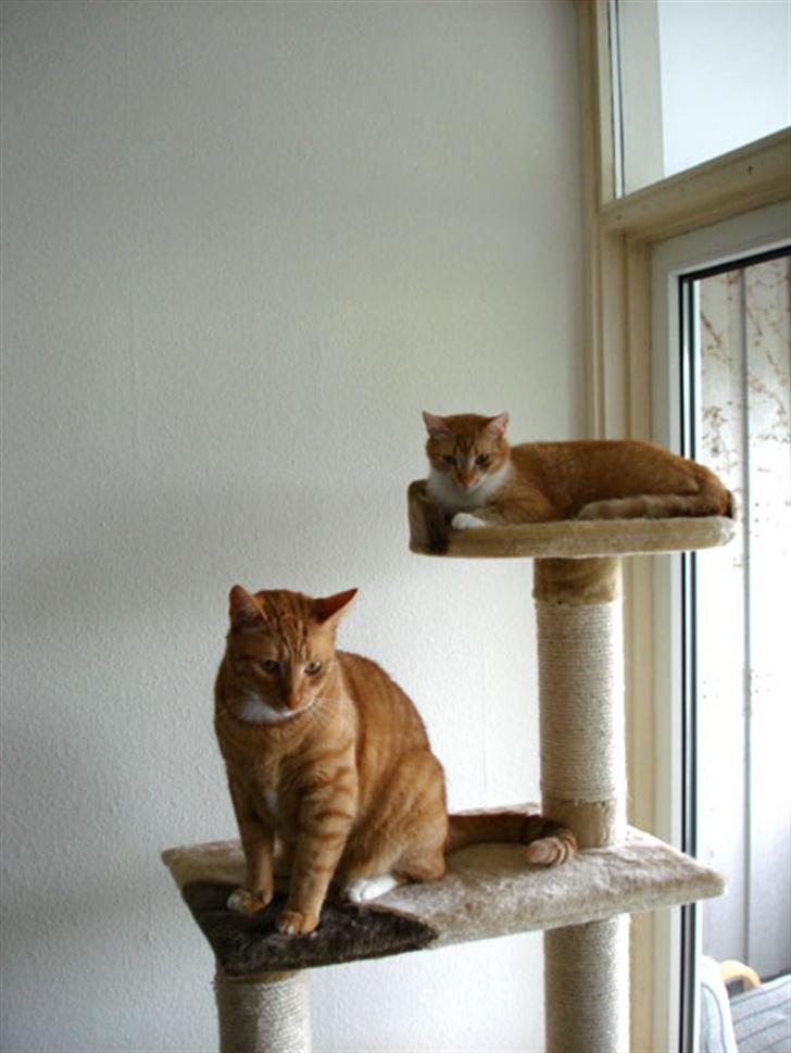 Huskat Sophie - Godt at Lenin kender sin plads! billede 11