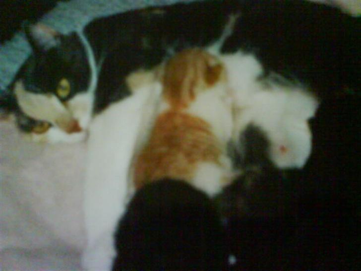 Huskat Maja <33 ;b billede 6