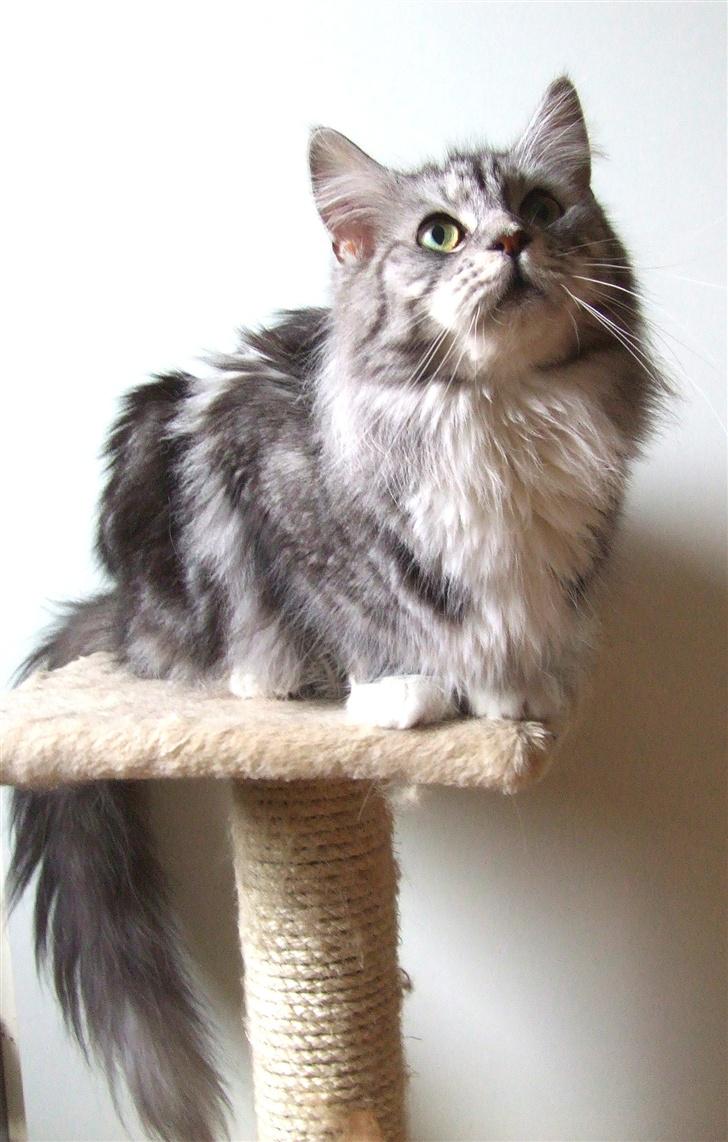 Maine Coon Troya billede 1