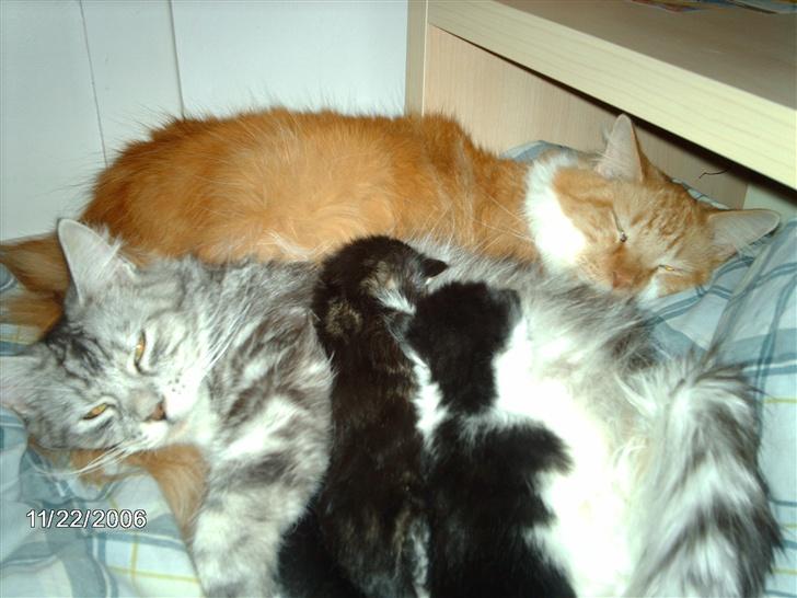 Maine Coon Troya - Familiehygge er bare det bedste... billede 2