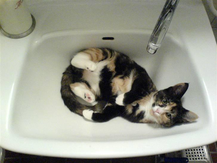 Huskat balou - se hvor jeg ligger og hygger... tænder du lige for vandet?? så bliver jeg glad billede 1