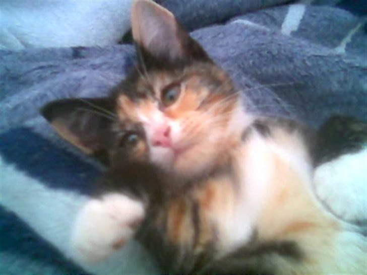 Huskat balou - jeg er så legesyg billede 2