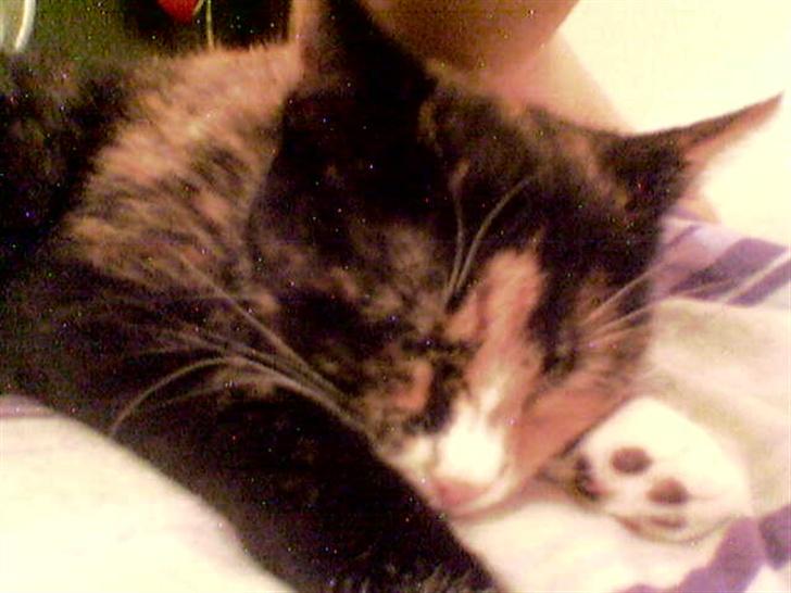 Huskat balou billede 3