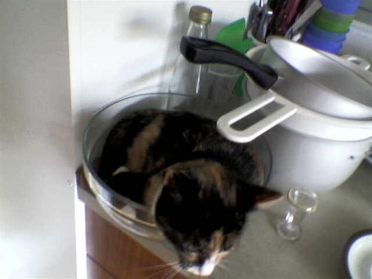 Huskat balou billede 4