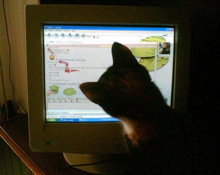 Huskat balou billede 5