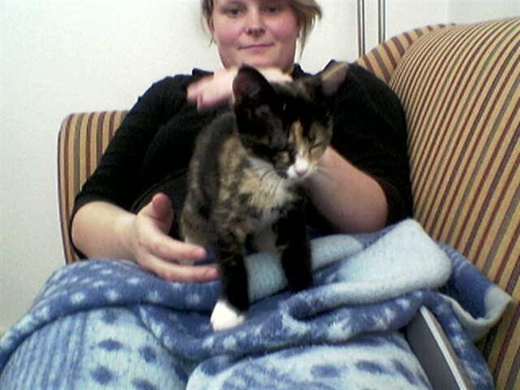 Huskat balou billede 6