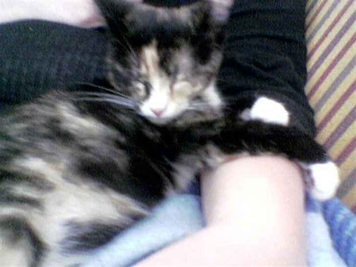 Huskat balou billede 7