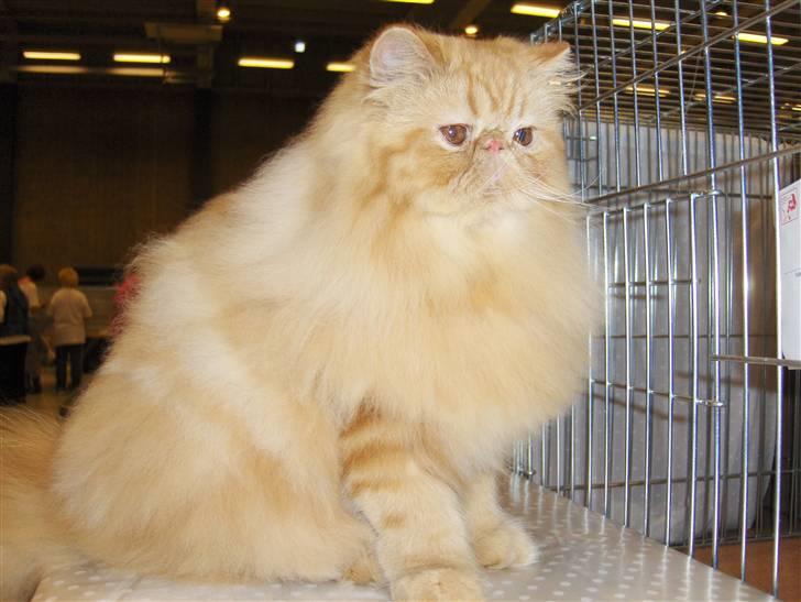 Perser Leopold billede 1