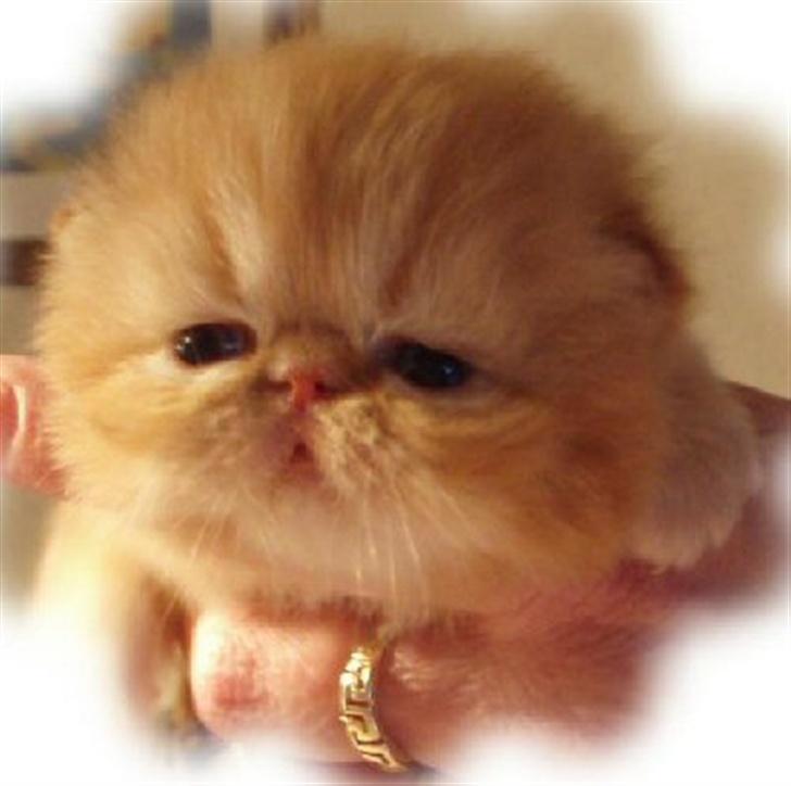 Perser Leopold - Baby Leopold billede 2